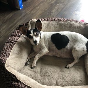 Meet your Posher, Shelby